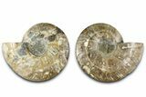 Cut & Polished Crystal-Filled Ammonite Fossil - Madagascar #362401-1